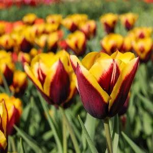 Tulipe Triomphe Gavota (x8)